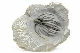 Rare, Spiny Heliopeltis Trilobite - Issoumour, Morocco #254039-3